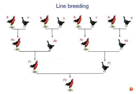 Gamefowl Gamefowl